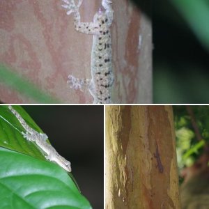 Singapore Geckos