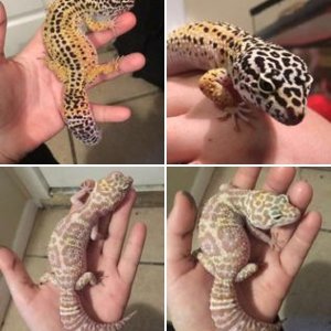 My Leo's