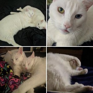 My kitties!