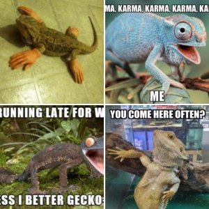 Reptile Humor