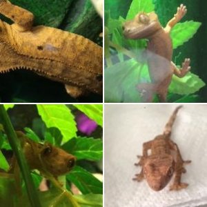 6 month old crestie