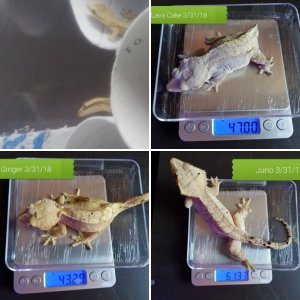My Geckos