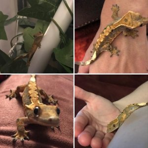 Treecko