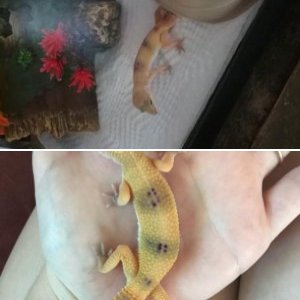 Yoshi
