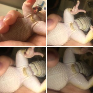 Apollo Vent problem
