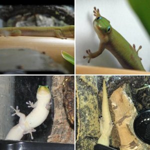 Kunu my Gold Dust Day Gecko