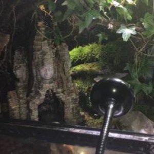 Custom Paludarium