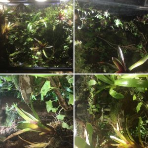 Custom Vivarium (36" x 18" x 36")