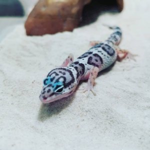 Leo the Leopard Gecko!