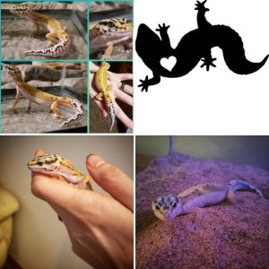 Leopard Gecko