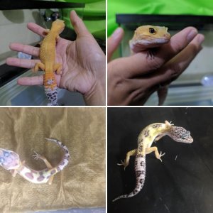 My Leopard Geckos