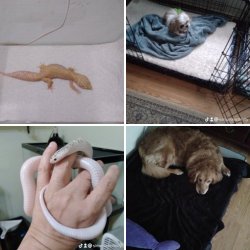 My pets