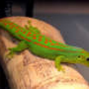 phelsuma guimbeaui guimbeaui