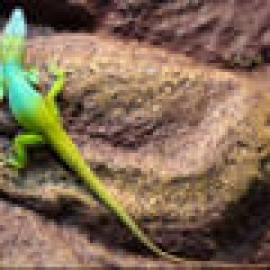 Anolis allisoni male