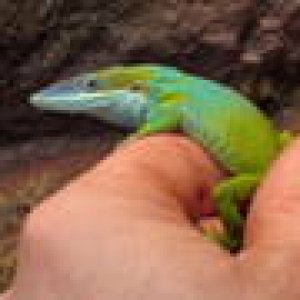 Anolis allisoni male