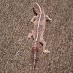 Before shedding