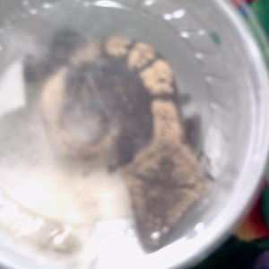 rocky the best gecko on earth