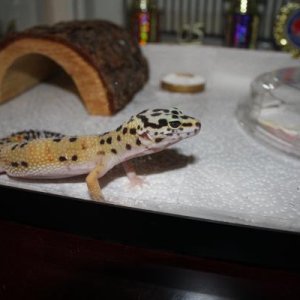 Lucy