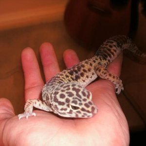 GEDC0097