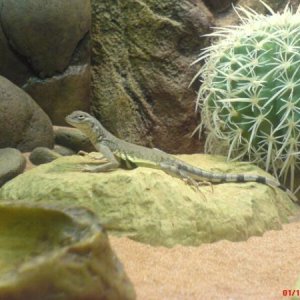 Leonard my zebra-tail lizard