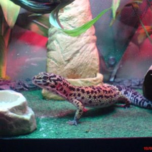 Lilly my jungle leopard gecko