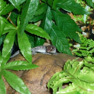 Maddy my new baby panther (pictus) gecko