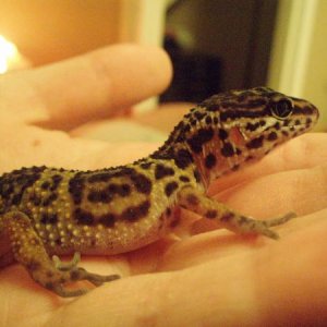 this is pepper (my mum named her)