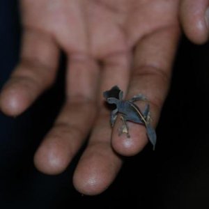 Baby Uroplatus ebanaui
Montagne d'Ambre, Madagascar