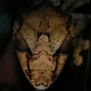 Uroplatus fimbriatus
Montagne d'Ambre, Madagascar