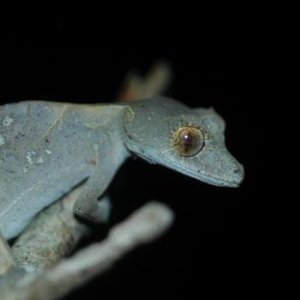 Uroplatud ebanaui
Montagne d'Ambre, Madagascar
