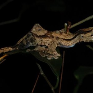 Uroplatus fimbriatus
Montange d'Ambre, Madagascar