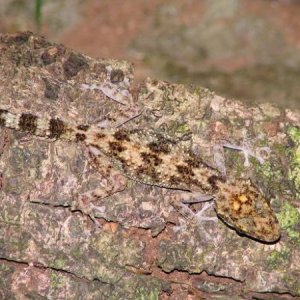 Hemidactylus?
Montange d'Ambre, Madagascar