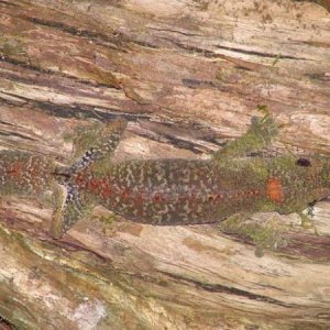 Uroplatus s. sikorae
Montange d'Ambre, Madagascar