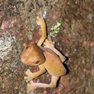 Uroplatus ebenaui
Montange d'Ambre, Madagascar