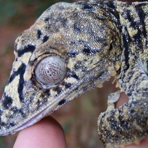 Uroplatus gigantius?
Montange d'Ambre, Madagascar