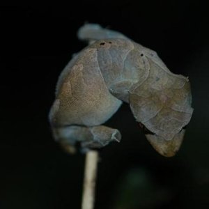 Uroplatus ebanaui
Montange d'Ambre, Madagascar