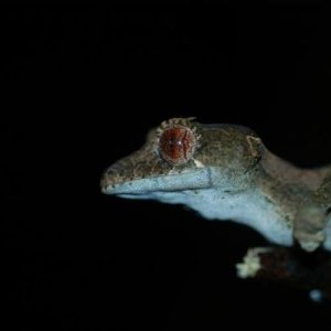 Uroplatus ebanaui
Montange d'Ambre, Madagascar