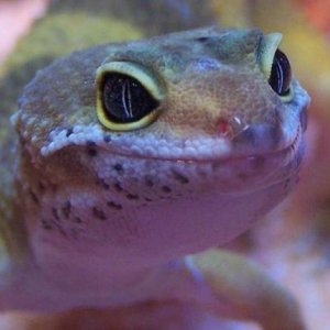 lovely lil' lizard