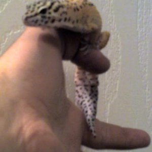 Mojo