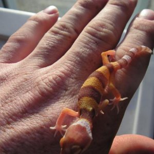 Albino Leo