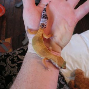 Super Hypo Tango Leo