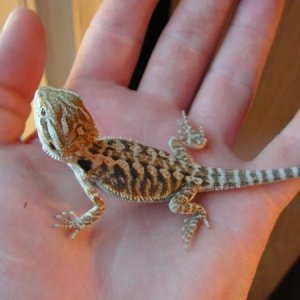 My sons Bearded Dragon