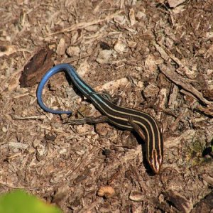 Five-Lined Skink
