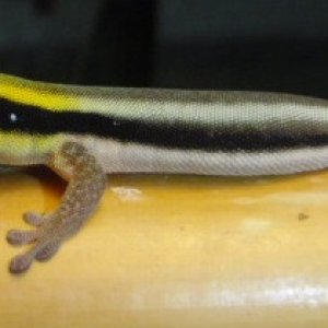 Younge male
