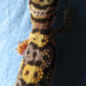 IMG 0416.1