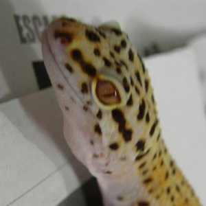 Bell Enigma Female