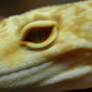 Sunglo Tangerine Male