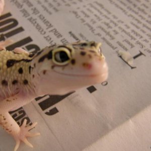 Eclipse Het. Raptor Female (2 snake eyes)