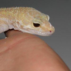 Raptor Male