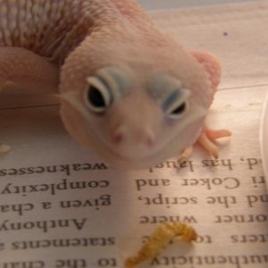 Snow Blizzard Female